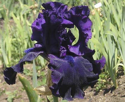 Night Ruler - tall bearded Iris