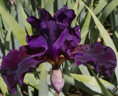 Night Stalker - fragrant tall bearded Iris