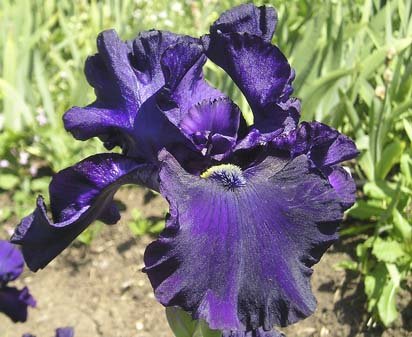 Nights of Gladness - tall bearded Iris