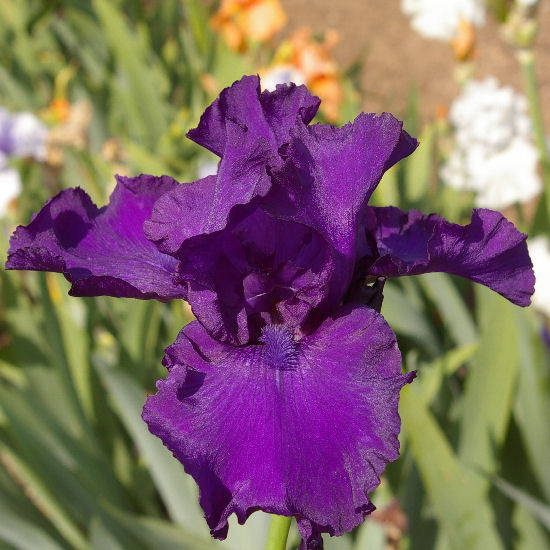 Noble House - fragrant tall bearded Iris