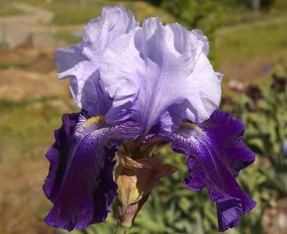 Noble Knight - fragrant reblooming tall bearded Iris