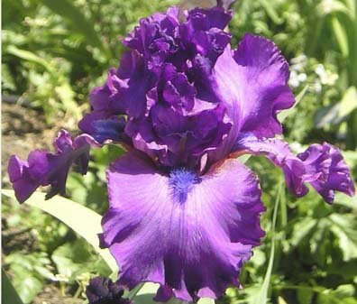 Nora Eileen - fragrant tall bearded Iris