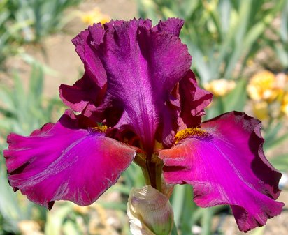 Nora's Thrill - fragrant tall bearded Iris