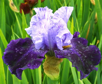 Northwest Progress - fragrant tall bearded Iris