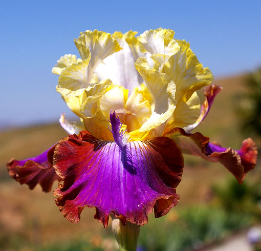 Not a Clue - fragrant tall bearded Iris