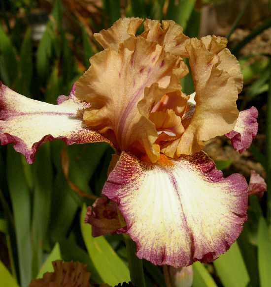 Eramosa Snowball NOID - SDB Standard Dwarf Bearded