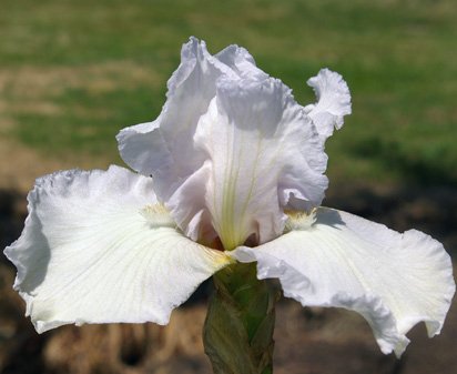 Lime Smoothy NOID - tall bearded Iris