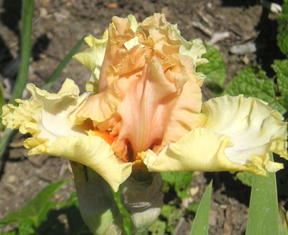 Not Space Cowboy - tall bearded Iris