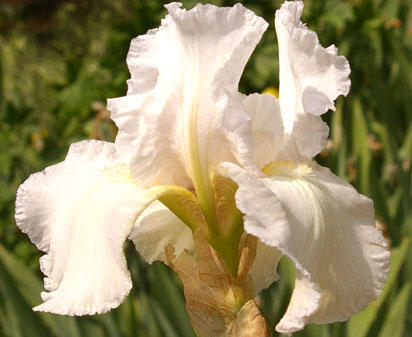 Perfume Shop NOID - Tall bearded Iris