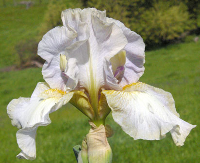 Starship Enterprise NOID - tall bearded Iris