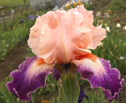 Notorious - reblooming tall bearded Iris