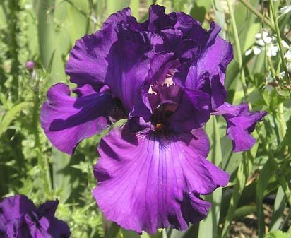 Now See This - tall bearded Iris