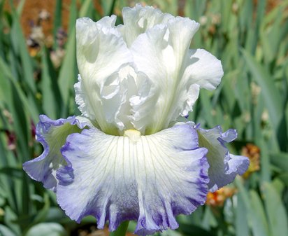 Ocean Clouds - tall bearded Iris