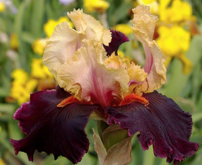 Ocelot - tall bearded Iris