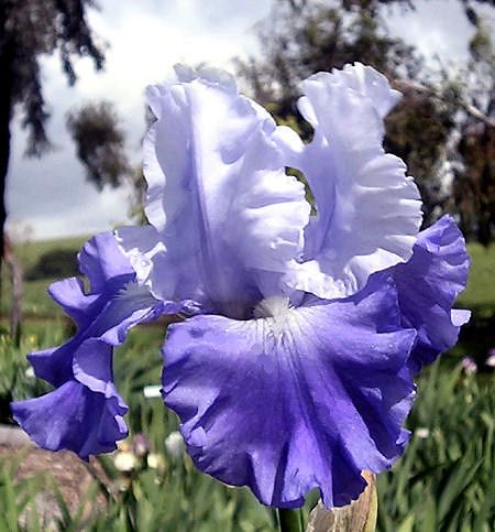 October Sky - reblooming tall bearded Iris