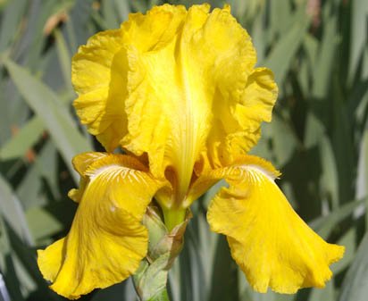 October - fragrant reblooming tall bearded Iris