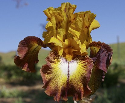 Off Broadway - reblooming tall bearded Iris