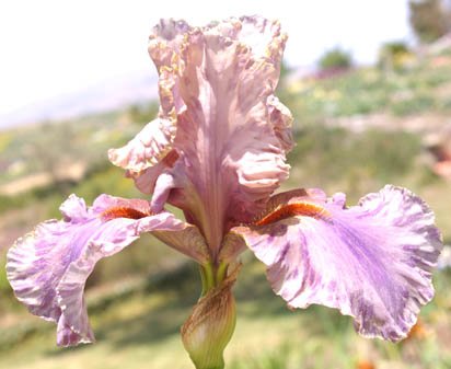 Off Color Joke - fragrant tall bearded Iris
