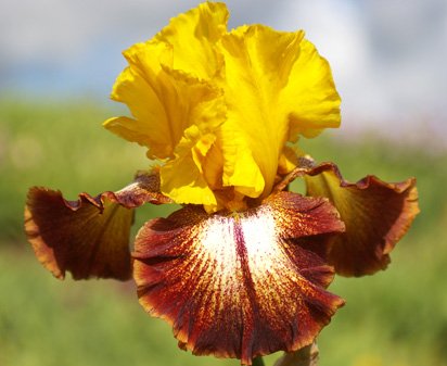 Oh Babe - tall bearded Iris