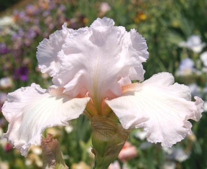 Oh Be Joyful - tall bearded Iris