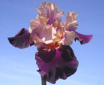 Oh Jamaica - tall bearded Iris