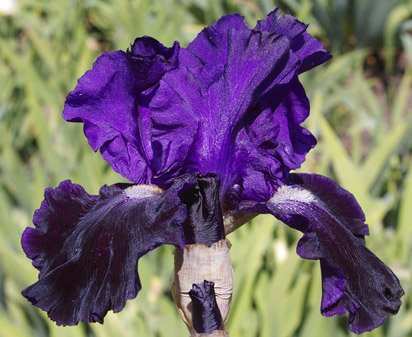 Oklahoma Crude - reblooming tall bearded Iris