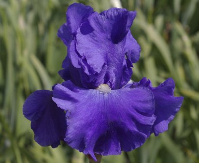 Old Blue Eyes - tall bearded Iris