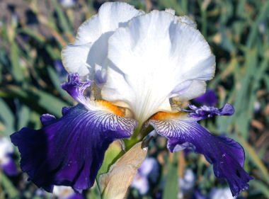 Old Dominion - tall bearded Iris