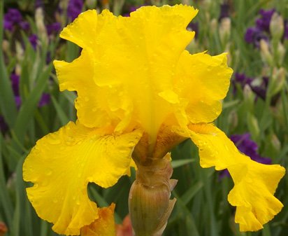 Old Money - tall bearded Iris