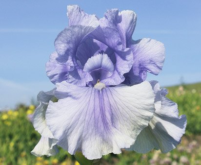 Olympiad - reblooming tall bearded Iris