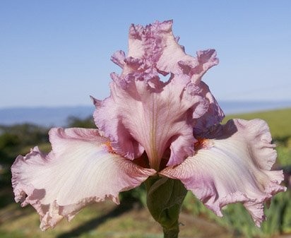 Olympic Pink - tall bearded Iris