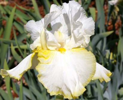 Olympic Rings - reblooming tall bearded Iris
