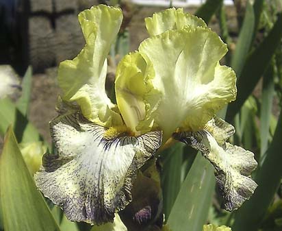 Ominous Stranger - fragrant reblooming tall bearded Iris