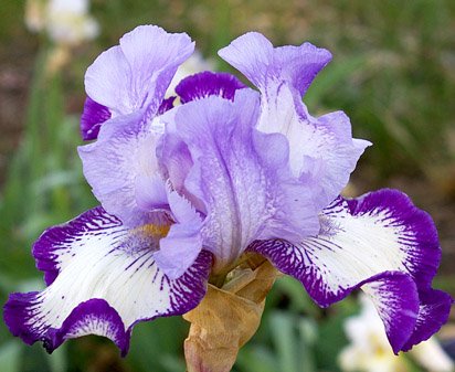 On Edge - tall bearded Iris