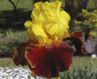 On the border - border bearded Iris