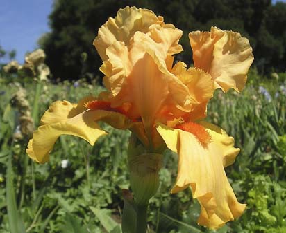 Orange Blossom Special - tall bearded Iris