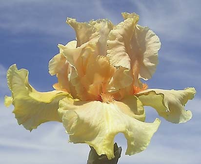 Orange Jewelius - tall bearded Iris