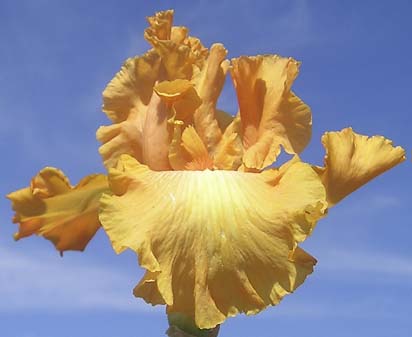 Orange Jubilee - tall bearded Iris