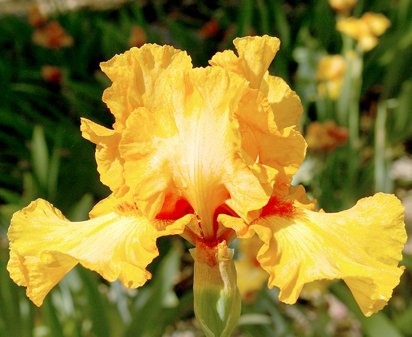 Orange Pop - fragrant border bearded Iris