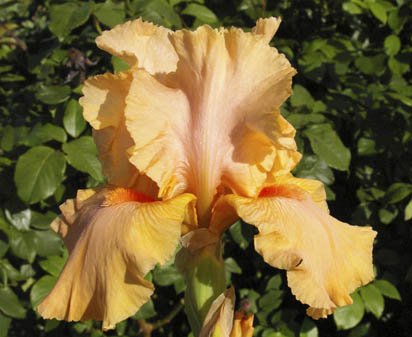 Orange Popsicle - fragrant reblooming tall bearded Iris