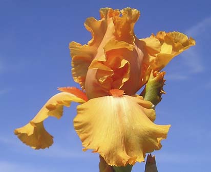 Orange Pride - fragrant tall bearded Iris