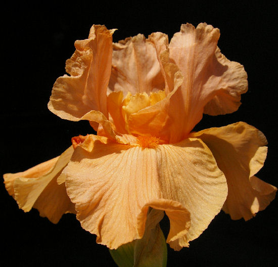 Orange Slices - tall bearded Iris