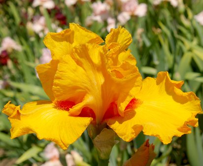 Orange Surprise - reblooming tall bearded Iris