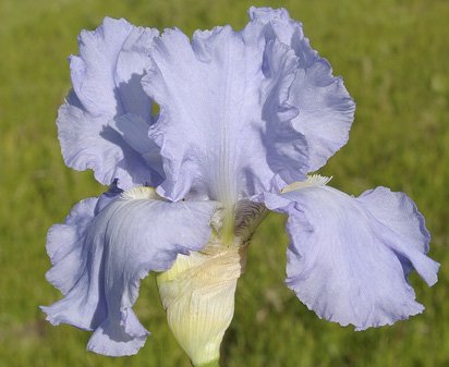 Oregon Skies - tall bearded Iris
