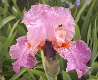Oriental Design - tall bearded Iris
