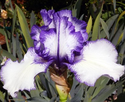 Orinoco Flow - fragrant border bearded Iris