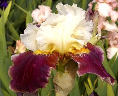 Osaka - tall bearded Iris