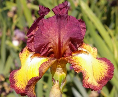 Ostentatious - tall bearded Iris