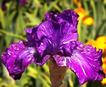 Out of Control - fragrant tall bearded Iris