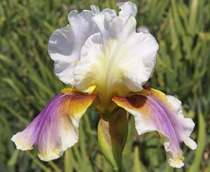 Over the Rainbow - fragrant border bearded Iris